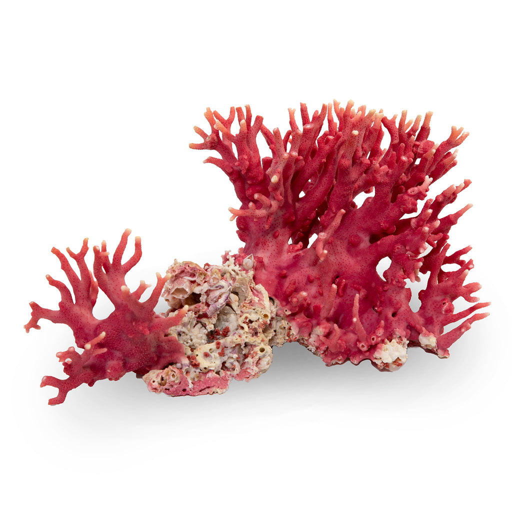 Natural Pink Coral
