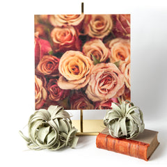 Rose's Image by Karen Sachar