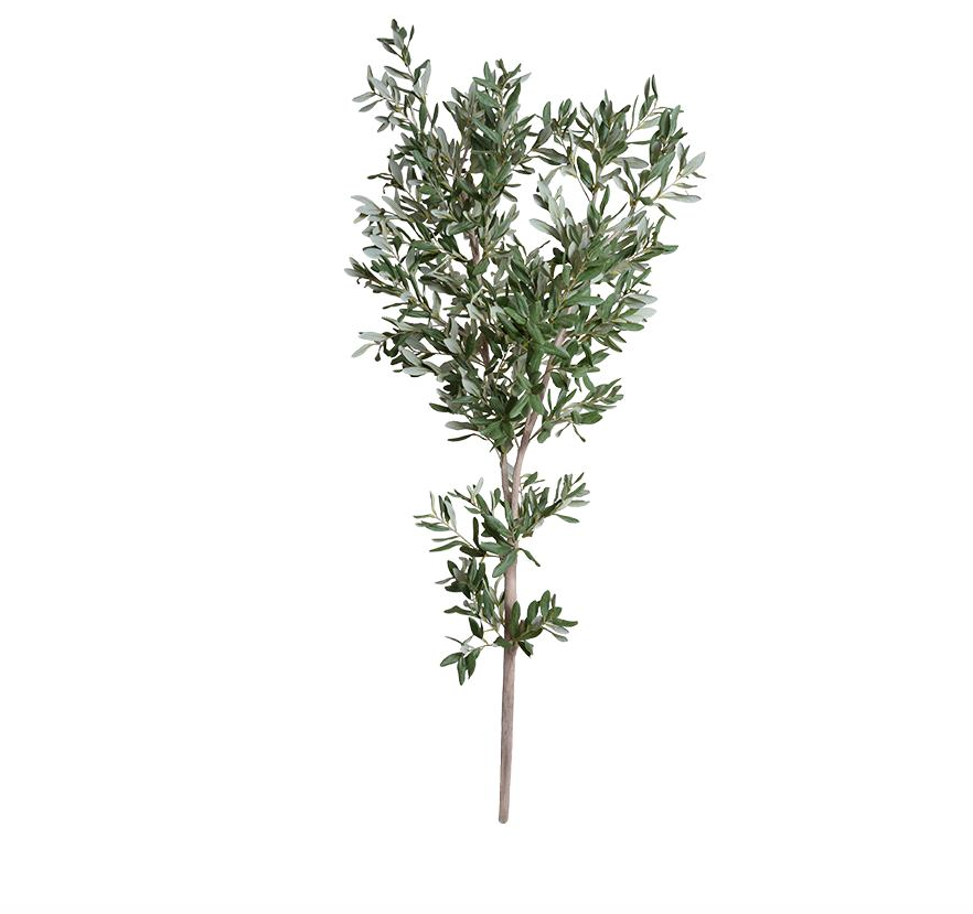 Olive Tree Branch