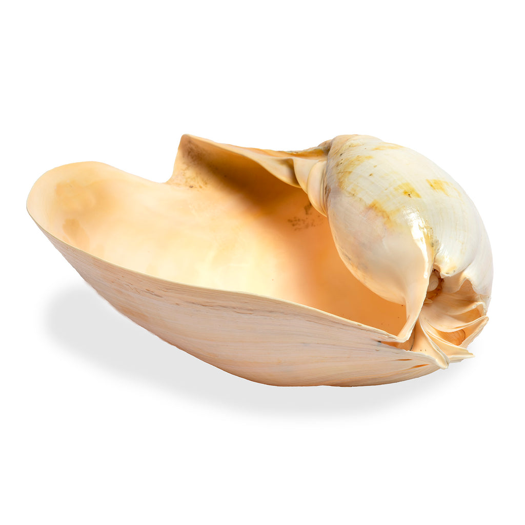 Melo Amphora Shell