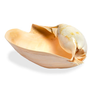 Melo Amphora Shell