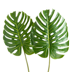 Large Monstera Leaf
