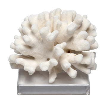 Cauliflower Coral on Lucite Base
