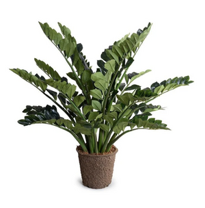 Zamiifolia Plant