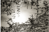 The Pond #5 by Karen Sachar