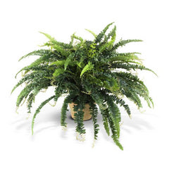 Medium Forest Fern